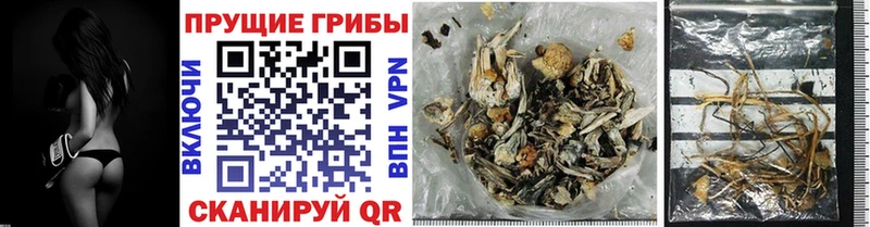 купить наркоту  Пролетарск  Псилоцибиновые грибы Psilocybe 